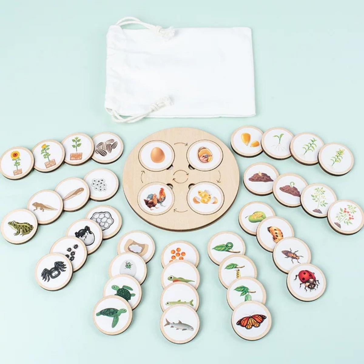 جورچین آموزشی چرخه زندگی